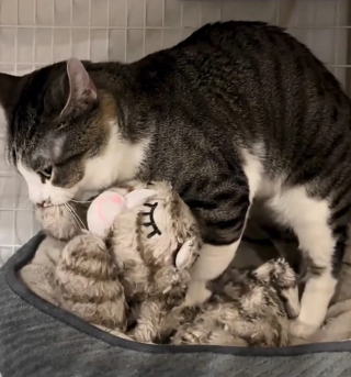 Illustration de l'article : Un chat sur ses gardes et pétrissant nerveusement ses couvertures place ses derniers espoirs en cette comportementaliste pour refaire confiance aux humains