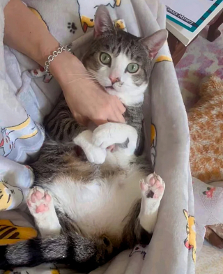 Illustration de l'article : Un chat sur ses gardes et pétrissant nerveusement ses couvertures place ses derniers espoirs en cette comportementaliste pour refaire confiance aux humains