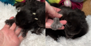 Illustration de l'article : La surprise est de taille pour les propriétaires d'une portée de chatons Maine Coon tous nés avec des attributs en plus (vidéo) 