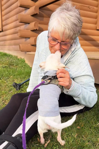 Illustration de l'article : Piglet le célèbre chien sourd et muet vit une rencontre émouvante avec une "fan" qu'il a aidée à se ressaisir au moment où elle était au plus bas
