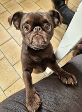 Illustration de l'article : Ayant tout tenté pour retrouver son chien perdu, elle reçoit des nouvelles porteuses d'espoir d'un village voisin au bout de 30 jours