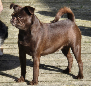 Illustration de l'article : Ayant tout tenté pour retrouver son chien perdu, elle reçoit des nouvelles porteuses d'espoir d'un village voisin au bout de 30 jours