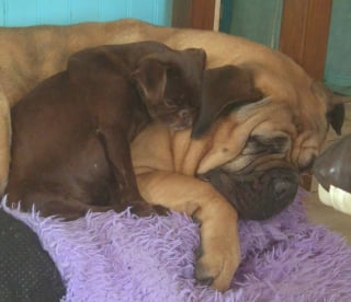 Illustration de l'article : Ayant tout tenté pour retrouver son chien perdu, elle reçoit des nouvelles porteuses d'espoir d'un village voisin au bout de 30 jours