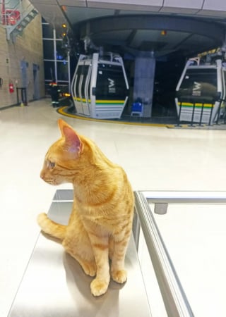 Illustration de l'article : Ce chat passant ses journées à la station de métro prend sa mission de supervision du personnel très au sérieux