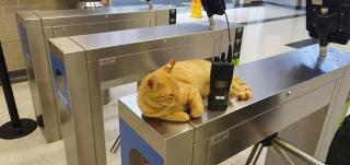 Illustration de l'article : Ce chat passant ses journées à la station de métro prend sa mission de supervision du personnel très au sérieux