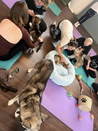 Illustration de l'article : Un couple amoureux des chiens organise des séances de yoga hors du commun (vidéo)