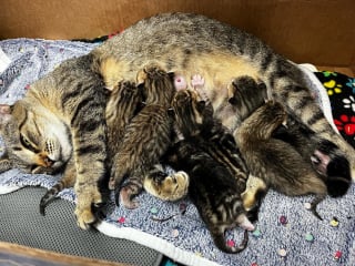 Illustration de l'article : Une chatte errante sur le point de mettre bas est sauvée à temps avant l'arrivée d'un ouragan 