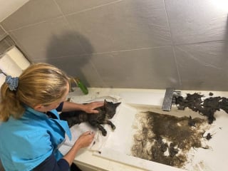 Illustration de l'article : Le périple fluvial surréaliste d'un chat s'étant retrouvé à 120 km de chez lui en tant que "passager clandestin" d'un cargo