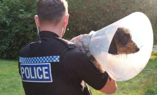 Illustration de l'article : Un chien perdu retrouve ses maîtres grâce à son instinct et en se dirigeant vers des policiers pour demander de l'aide