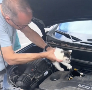 Illustration de l'article : Après avoir été alertée par des bruits étranges sous le capot de sa voiture, une jeune femme reçoit de l’aide pour sauver un minuscule chaton (vidéo)