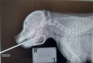Illustration de l'article : Une vétérinaire sauve la vie d'un chiot de 3 mois qui s'est enfoncé un piquet en métal de 1,5 mètre dans la mâchoire