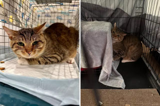 Illustration de l'article : Abandonné près d’une voie de métro, un chat traumatisé retrouve enfin le bonheur grâce à la ténacité de 2 sauveteuses (vidéo)