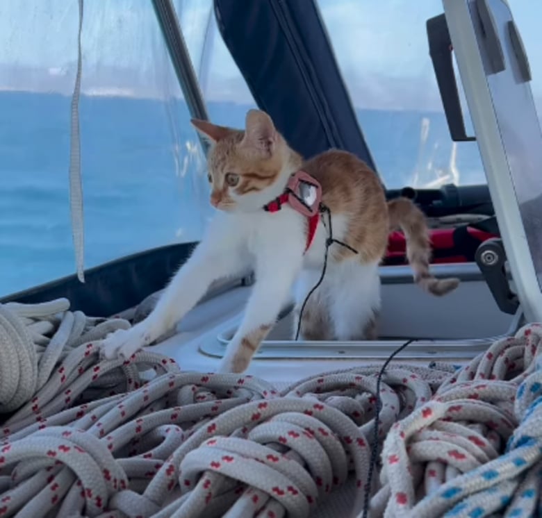 Illustration de l'article : Un an apr&egrave;s avoir &eacute;t&eacute; adopt&eacute;e, Madeline, la chatte vivant sur un bateau, f&ecirc;te ce premier anniversaire