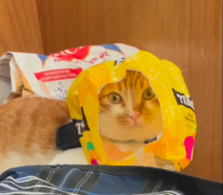 Illustration de l'article : Un an apr&egrave;s avoir &eacute;t&eacute; adopt&eacute;e, Madeline, la chatte vivant sur un bateau, f&ecirc;te ce premier anniversaire