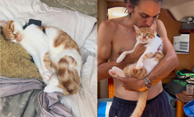 Illustration de l'article : Un an apr&egrave;s avoir &eacute;t&eacute; adopt&eacute;e, Madeline, la chatte vivant sur un bateau, f&ecirc;te ce premier anniversaire