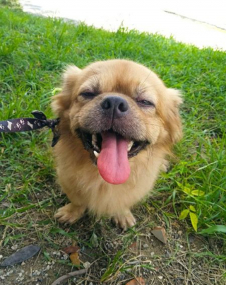 Illustration de l'article : Une passante découvre un chien attaché à un poteau sous le soleil et décide de lui offrir l'hospitalité
