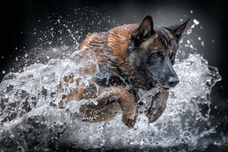 https://www.woopets.fr/assets/ckeditor/2024/aug/actualities/36654/xl/plusbellesphotosaumonde5.jpg