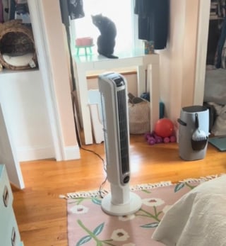 Illustration de l'article : Grand moment de solitude pour la propriétaire d'un chat noir à qui elle pensait s'adresser avant de se rendre compte de son erreur (vidéo)