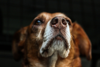 Illustration de l'article : Des dizaines de chiens détenus par un couple dans des conditions déplorables sont secourus lors d'une opération anti-drogue