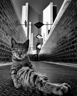 Illustration de l'article : 16 des plus beaux portraits en noir et blanc de chats errants 