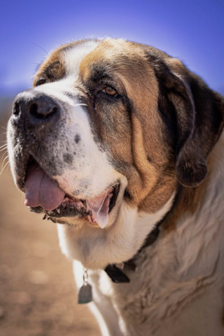 Illustration de l'article : 9 des plus belles races de chiens de montagne