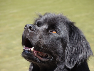 Illustration de l'article : 9 des plus belles races de chiens de montagne
