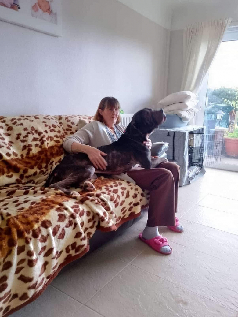 Illustration de l'article : Affamé et squelettique, ce chien a repris 10 kg grâce à sa famille d’accueil et se voit offrir une nouvelle chance