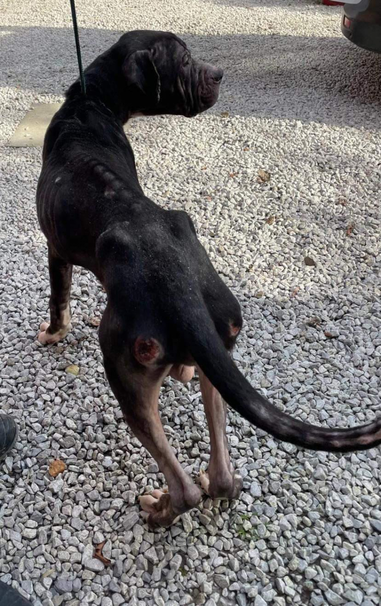 Illustration de l'article : Affamé et squelettique, ce chien a repris 10 kg grâce à sa famille d’accueil et se voit offrir une nouvelle chance