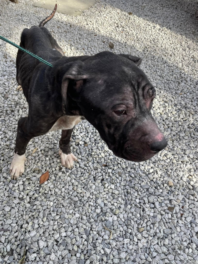 Illustration de l'article : Affamé et squelettique, ce chien a repris 10 kg grâce à sa famille d’accueil et se voit offrir une nouvelle chance