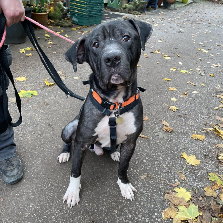 Illustration de l'article : Affamé et squelettique, ce chien a repris 10 kg grâce à sa famille d’accueil et se voit offrir une nouvelle chance