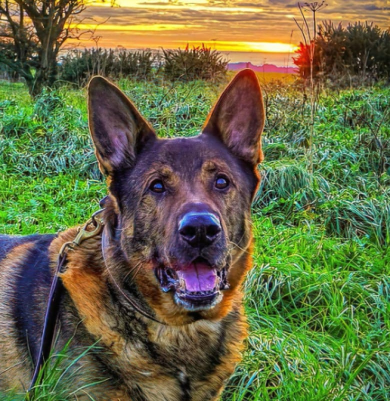 Illustration de l'article : Un chien policier à la retraite résout une enquête juste après son opération et sauve un homme