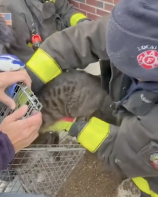 Illustration de l'article : Des pompiers se mobilisent pour aller à la rencontre d’un chat coincé dans les fondations d’une maison (vidéo)