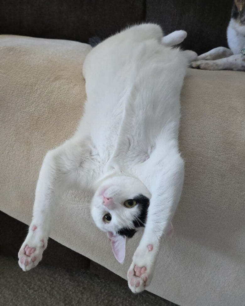 Illustration de l'article : 13 photos dr&ocirc;les qui prouvent que les chats sont les experts de la d&eacute;tente en toutes circonstances