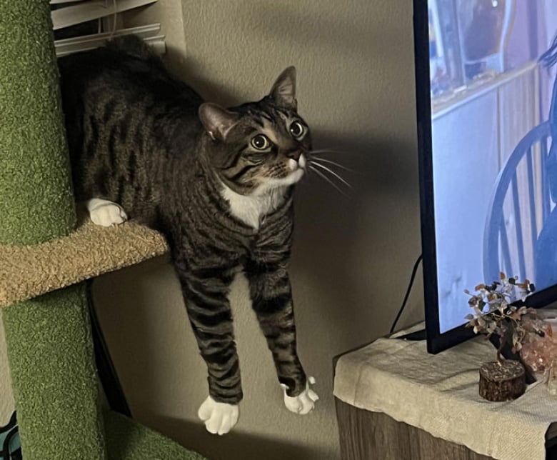 Illustration de l'article : 13 photos dr&ocirc;les qui prouvent que les chats sont les experts de la d&eacute;tente en toutes circonstances