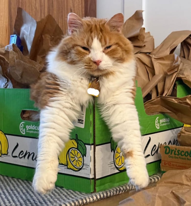 Illustration de l'article : 13 photos dr&ocirc;les qui prouvent que les chats sont les experts de la d&eacute;tente en toutes circonstances