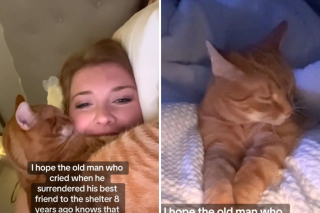 Illustration de l'article : Abandonné à regret, ce chat a retrouvé le bonheur avec une jeune femme qui a tenu à adresser un message émouvant à son ancien propriétaire (vidéo)