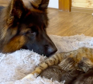 Illustration de l'article : Sans arrêt actif, ce Berger Allemand apprend finalement à se calmer grâce à une adorable portée de chatons qu’il veut protéger (vidéo)