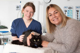 Illustration de l'article : Un chat tombe malade du jour au lendemain et le vétérinaire est estomaqué en découvrant ce qu’il a ingurgité