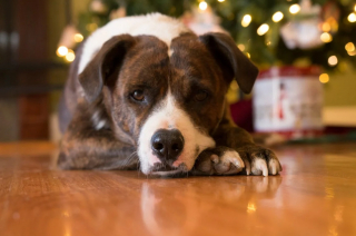 Illustration de l'article : 10 activités à partager avec votre chien ou votre chat au moment des fêtes