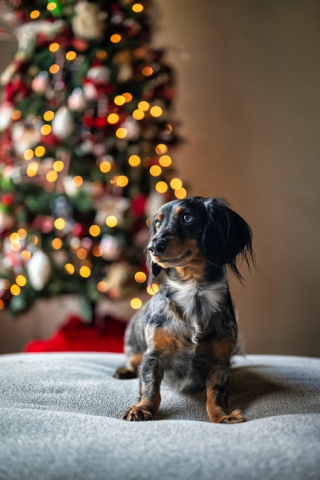 Illustration de l'article : 10 activités à partager avec votre chien ou votre chat au moment des fêtes