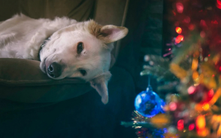 Illustration de l'article : 10 activités à partager avec votre chien ou votre chat au moment des fêtes