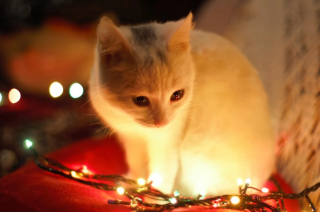 Illustration de l'article : 10 activités à partager avec votre chien ou votre chat au moment des fêtes
