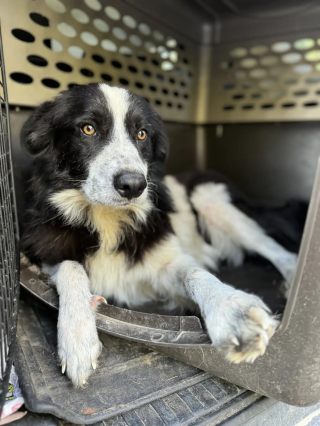 Illustration de l'article : Une chienne victime d'abandon révèle le gros secret qu'elle cachait dans son ventre à sa nouvelle famille quelques jours après son adoption