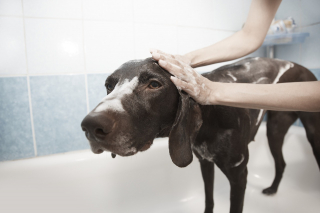Illustration de l'article : 10 suggestions pour faire baisser le budget de toilettage de votre chien