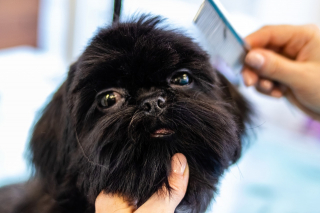 Illustration de l'article : 10 suggestions pour faire baisser le budget de toilettage de votre chien