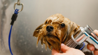 Illustration de l'article : 10 suggestions pour faire baisser le budget de toilettage de votre chien