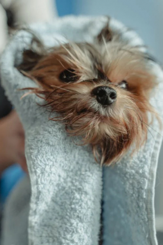 Illustration de l'article : 10 suggestions pour faire baisser le budget de toilettage de votre chien