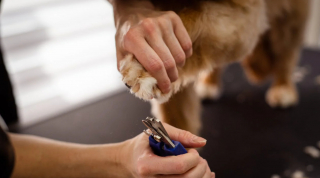 Illustration de l'article : 10 suggestions pour faire baisser le budget de toilettage de votre chien