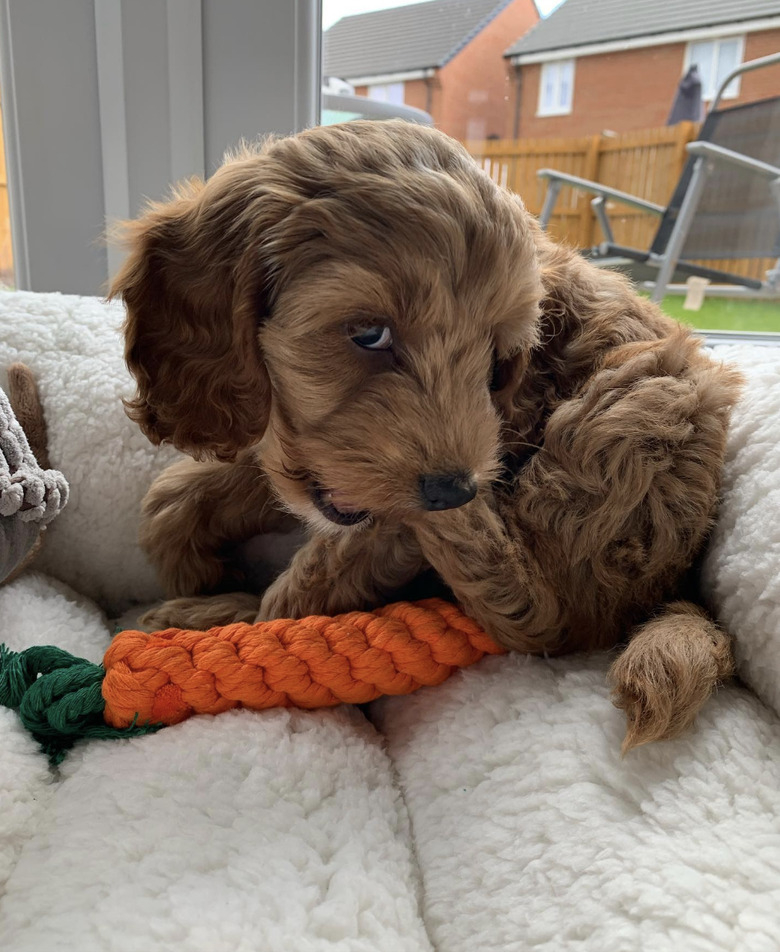 Illustration de l'article : 14 photos émouvantes et adorables de chiots arrivés dans leur nouveau foyer pour la vie