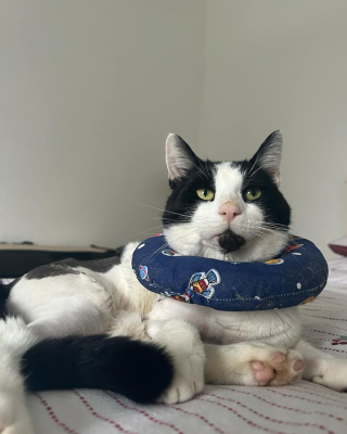 Illustration de l'article : Après une violente tempête, un chat errant réussit à survivre seul pendant 5 jours avec les pattes cassées